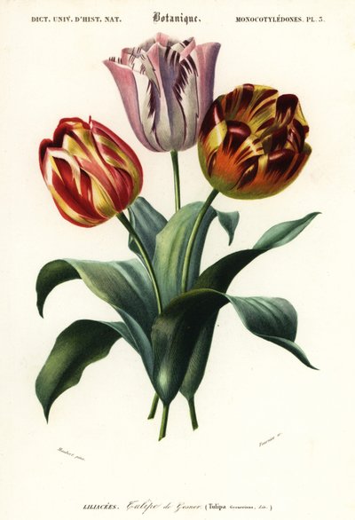 Gartentulpe, Tulipa gesneriana, 1849 (Gravur) von Louis Joseph Edouard Maubert