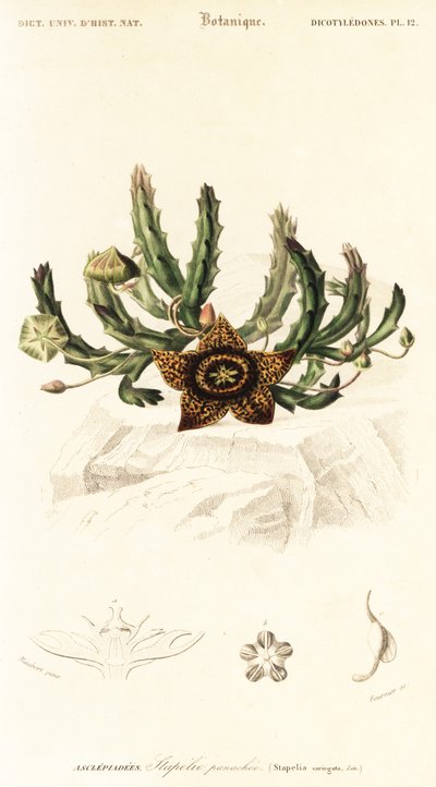 Sternblume, Orbea variegata (Gravur) von Louis Joseph Edouard Maubert