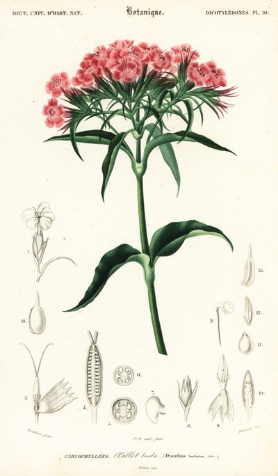 Bartnelke, Dianthus barbatus von Louis Joseph Edouard Maubert