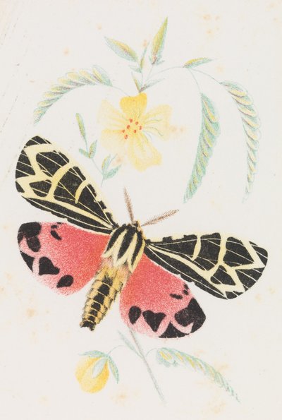 Arctia Virgo, 1862 von Louis Prang