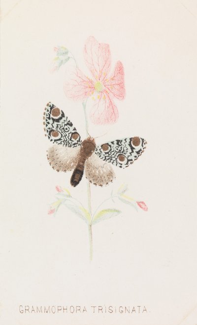 Grammophora Trisignata, 1862 von Louis Prang