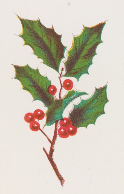 Stechpalme von Louis Prang