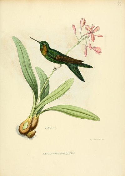 Eriocnemis mosquerae von Louis Victor Bevalet