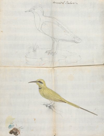 2 Vögel "Aroust el Bahar" von Luigi Balugani