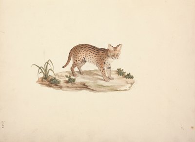 Afrikanische Wildkatze oder Serval von Luigi Balugani