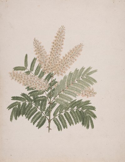 Pterolobium stellatum (Forssk): fertige Zeichnung von Luigi Balugani