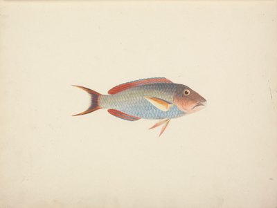 Unidentifizierter Fisch von Luigi Balugani
