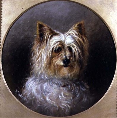 Kopfstudie eines Yorkshire Terriers von M. Cocker