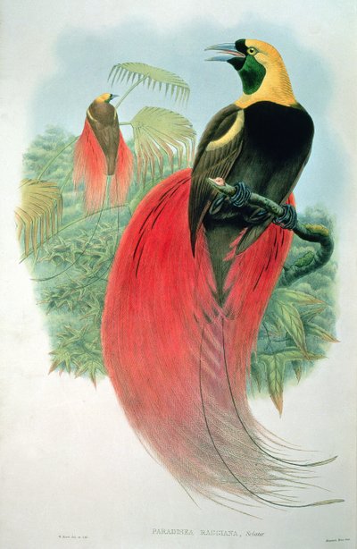Paradisaea Raggiana von M. Hart