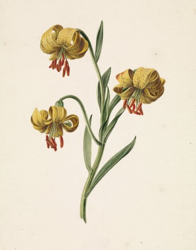 Zweig mit drei gelben Lilien von M. de Gijselaar