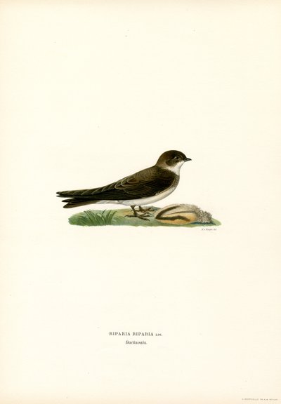 Uferschwalbe von Magnus Ferdinand and Wilhelm von Wright
