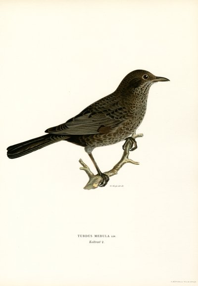 Amsel von Magnus Ferdinand and Wilhelm von Wright