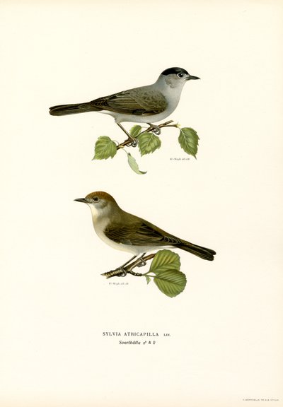 Mönchsgrasmücke von Magnus Ferdinand and Wilhelm von Wright