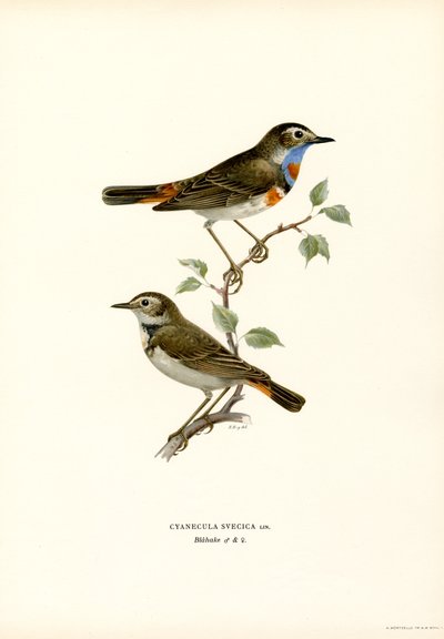 Blauracke von Magnus Ferdinand and Wilhelm von Wright
