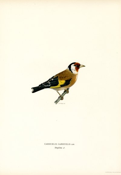 Stieglitz (Farblithographie) von Magnus Ferdinand and Wilhelm von Wright