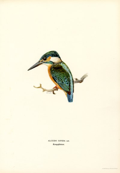 Eisvogel von Magnus Ferdinand and Wilhelm von Wright