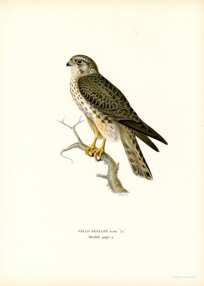 Merlin von Magnus Ferdinand and Wilhelm von Wright