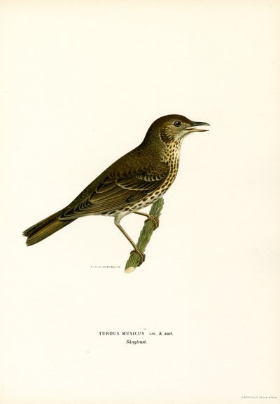 Rotdrossel von Magnus Ferdinand and Wilhelm von Wright