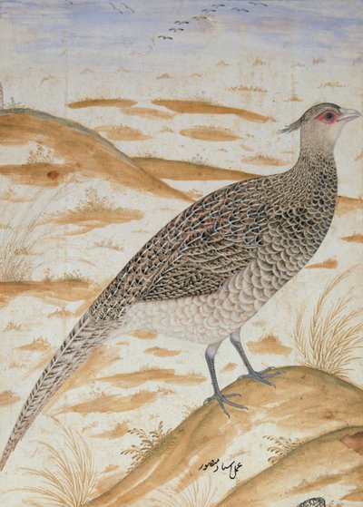 Himalaya-Glanzfasan, Jahangir-Periode, Mogul, ca. 1620 von Mansur