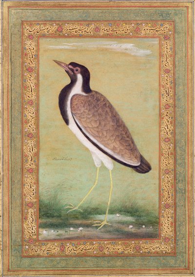 Indischer Kiebitz, ca. 1800 von Mansur