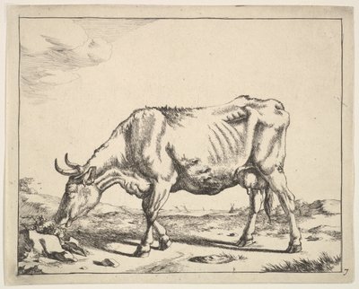 Kuh, nach Paulus Potter von Marcus de Bye