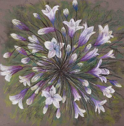 Allium-Familie von Margo Starkey