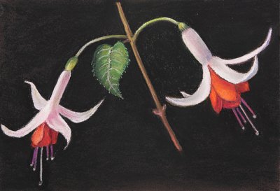 Fuchsien. von Margo Starkey