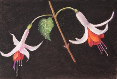 Fuchsien aus meinem Garten von Margo Starkey