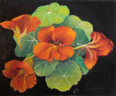 Kapuzinerkresse von Margo Starkey
