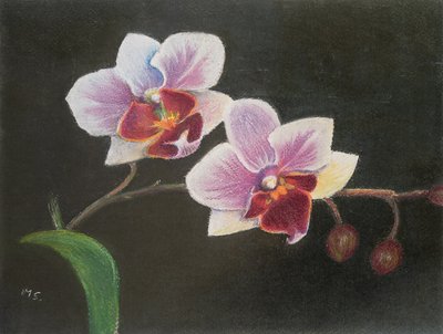 Orchidee in meinem Schlafzimmer von Margo Starkey