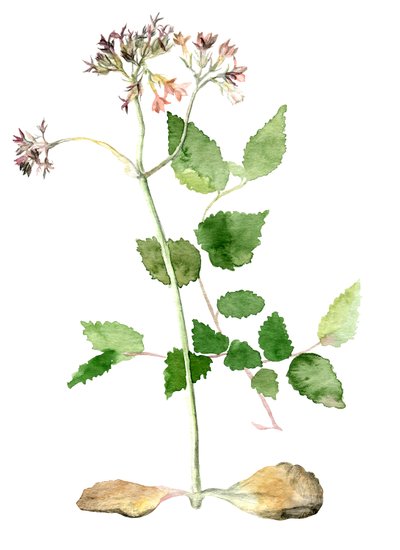 Blumen, 2018 von Maria Basea