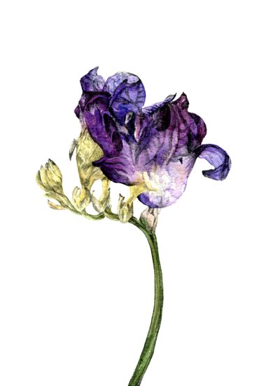 Freesienblume, 2018 von Maria Basea