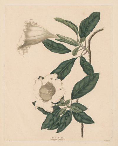 Kelchrebe, 1790 von Maria Catharina Prestel