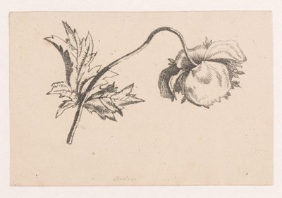 Klatschmohn von Maria Geertruida de Goeje Barbiers (attributed to)