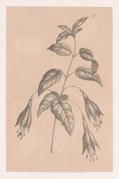 Zweig mit Blumen von Maria Geertruida de Goeje Barbiers (attributed to)