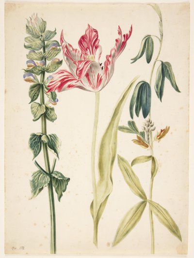 3 Blumen, in der Mitte eine Tulpe von Maria Sibylla Merian