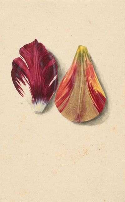 Zwei Tulpenblätter von Maria Sibylla Merian