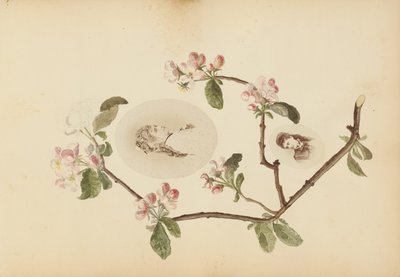 Das Madame B Album von Marie Blanche Hennelle Fournier