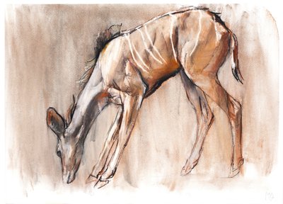 Junger Kudu, Loisaba, 2018 von Mark Adlington