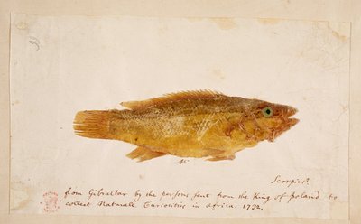 Ein Fisch von Mark Catesby
