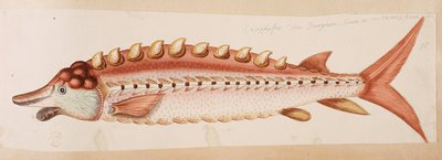 Ein Fisch von Mark Catesby