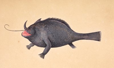 Ein Fisch. von Mark Catesby