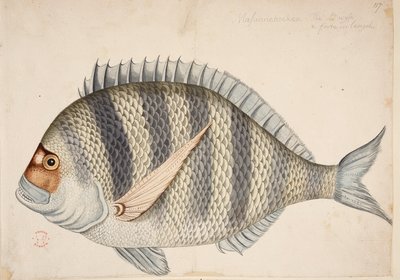 Ein Fisch von Mark Catesby