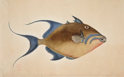 Ein Fisch von Mark Catesby