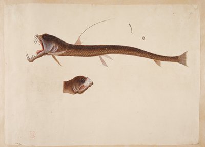 Chauliodus sloanei. Ein Wesen, das einem Aal ähnelt von Mark Catesby