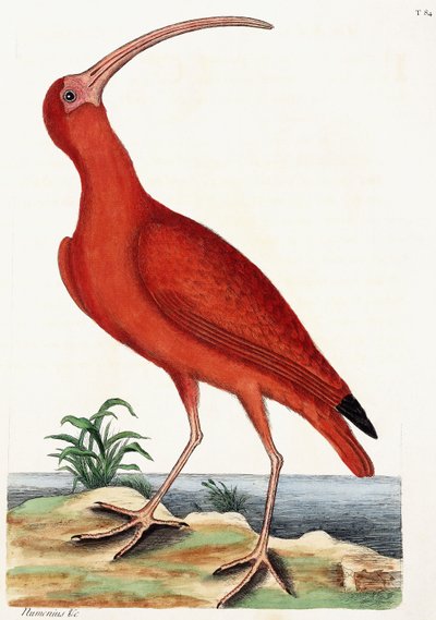 Brachvogel, Numenius, 1771 von Mark Catesby