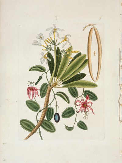 Plumeria obtusa L. Singapur Frangipani, ca. 1700-1740 von Mark Catesby