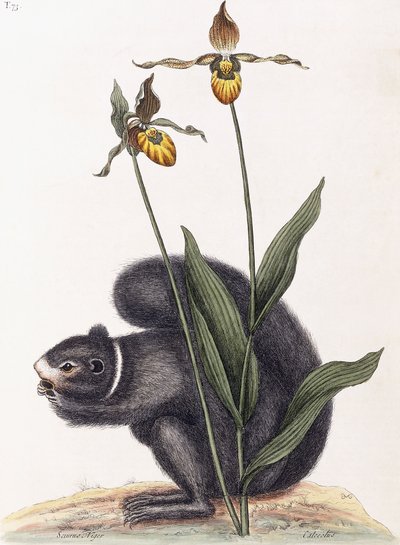 Sciurnus Niger von Mark Catesby
