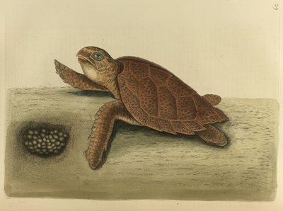 Testudo caretta. Die Karettschildkröte von Mark Catesby