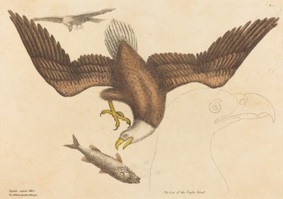 Der Weißkopfseeadler Falco leucocephalus, veröffentlicht 1731-1743 von Mark Catesby